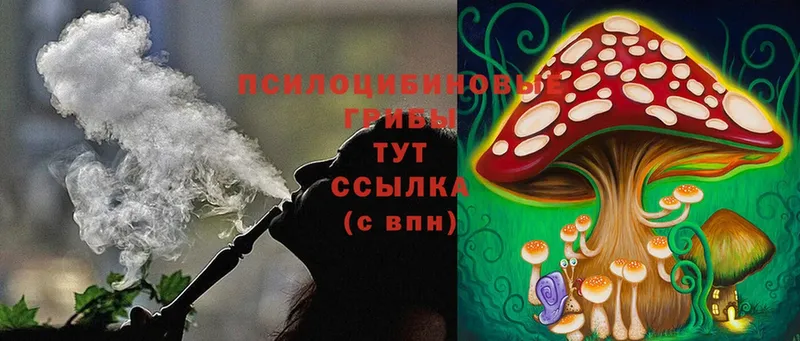 Псилоцибиновые грибы Psilocybine cubensis  Собинка 